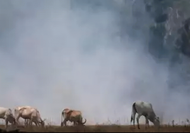 Data raises concerns as Brazils forest fire season begins