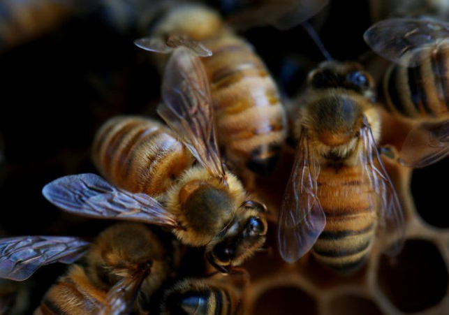 Farm pesticides killing more bees - study