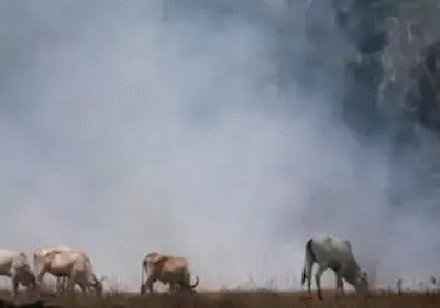 Data raises concerns as Brazils forest fire season begins