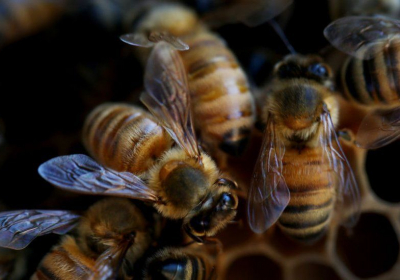 Farm pesticides killing more bees - study