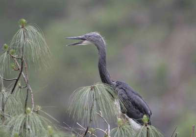 In Bhutan the worlds rarest heron is on the brink of extinction